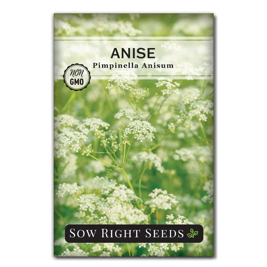 Anise