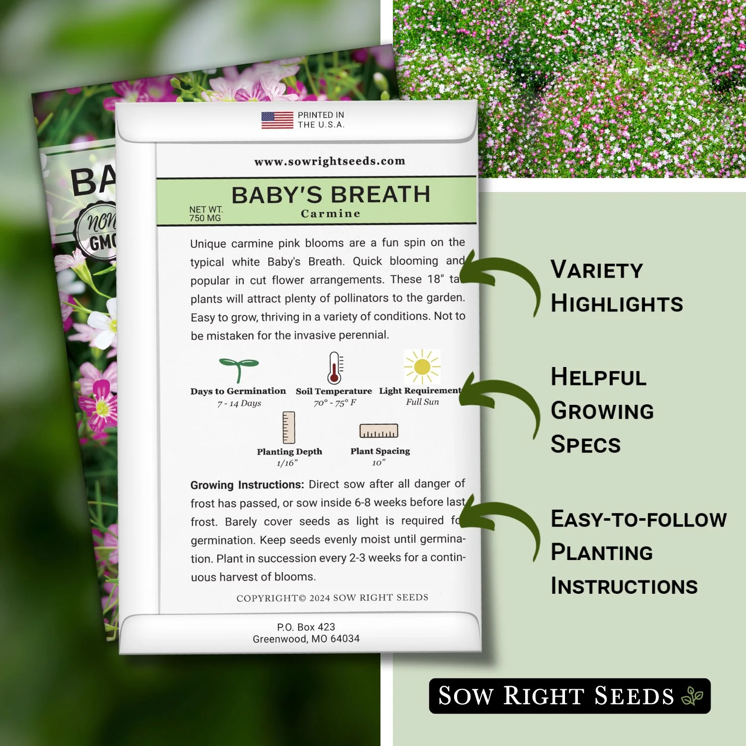 Carmine Baby's Breath Seeds