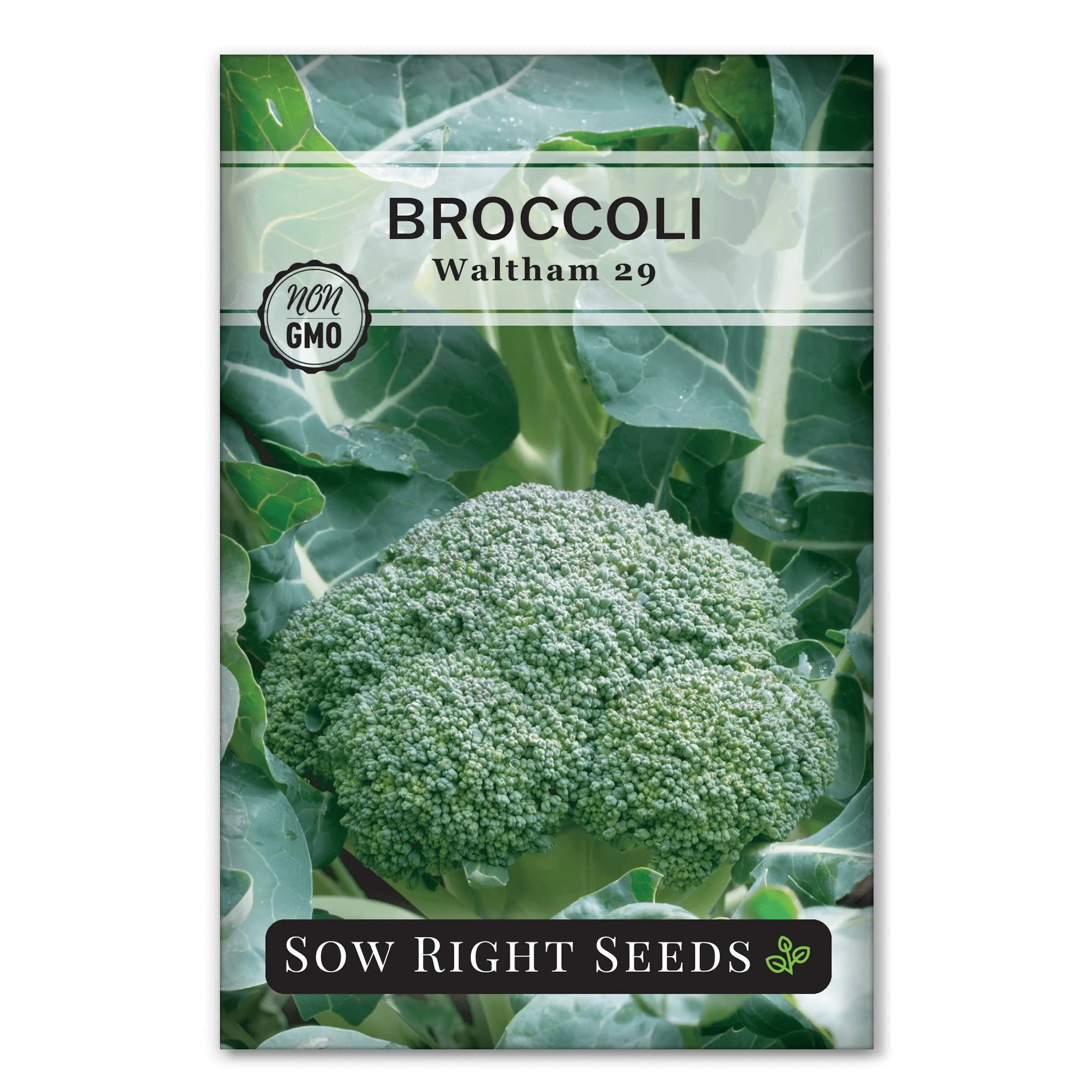 Waltham 29 Broccoli