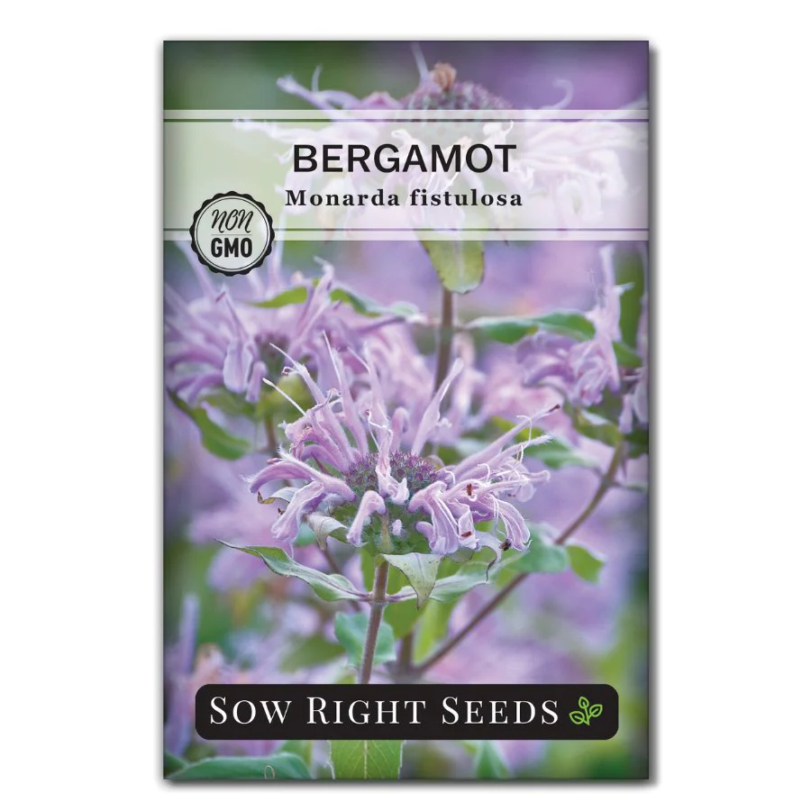 Bergamot (Bee Balm)