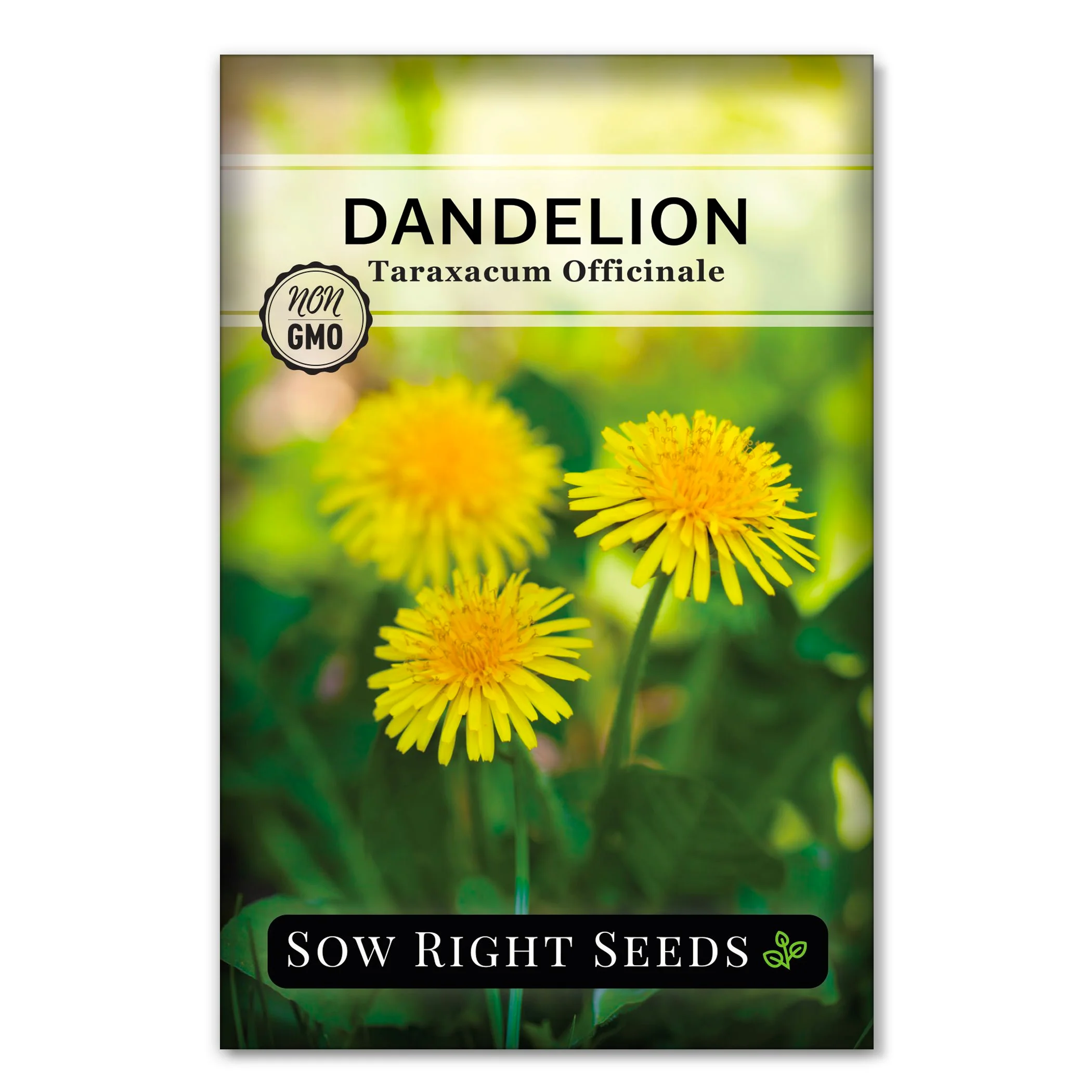 Common Dandelion