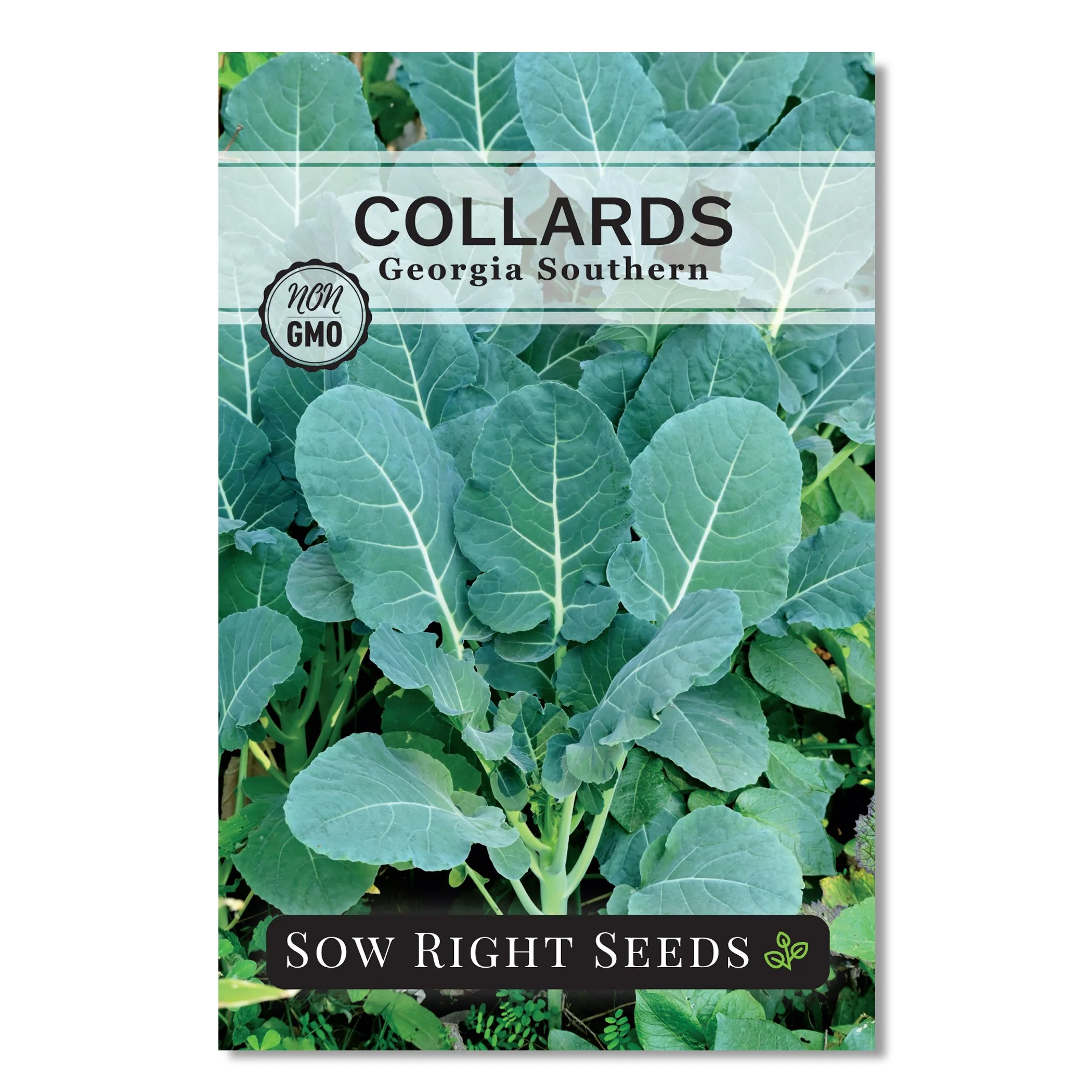 Georgia Southern Collards Seeds