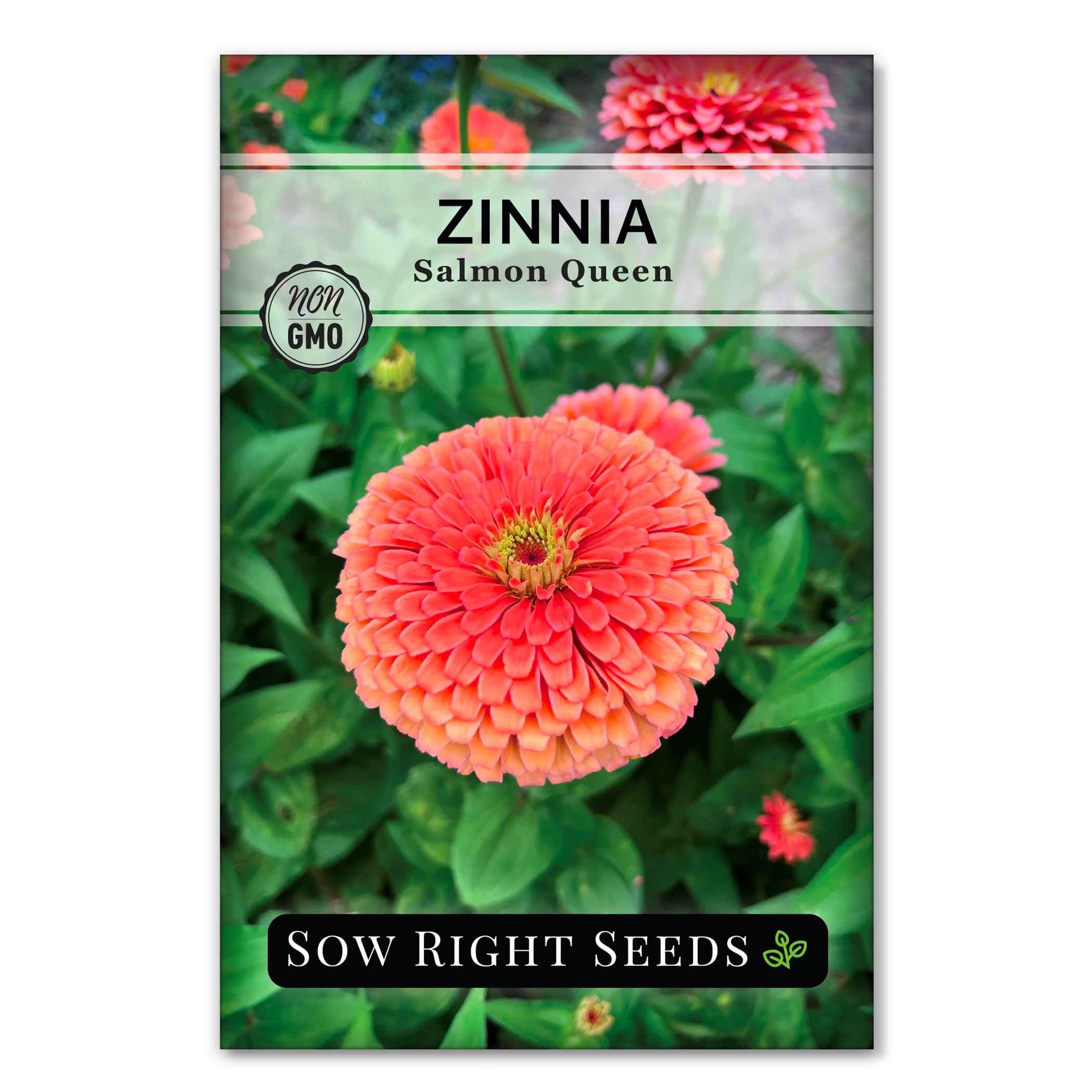 Salmon Queen Zinnia