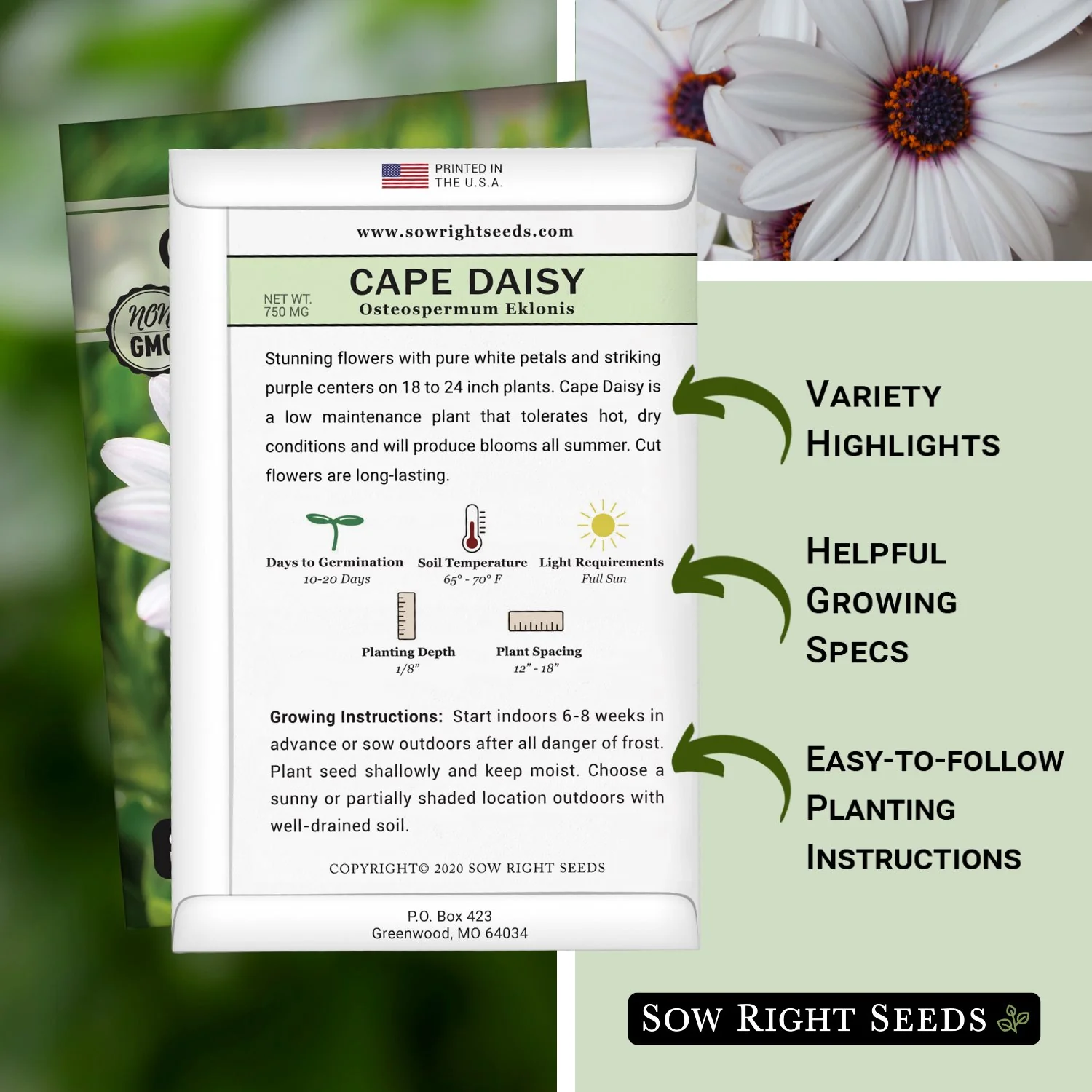 Cape Daisy