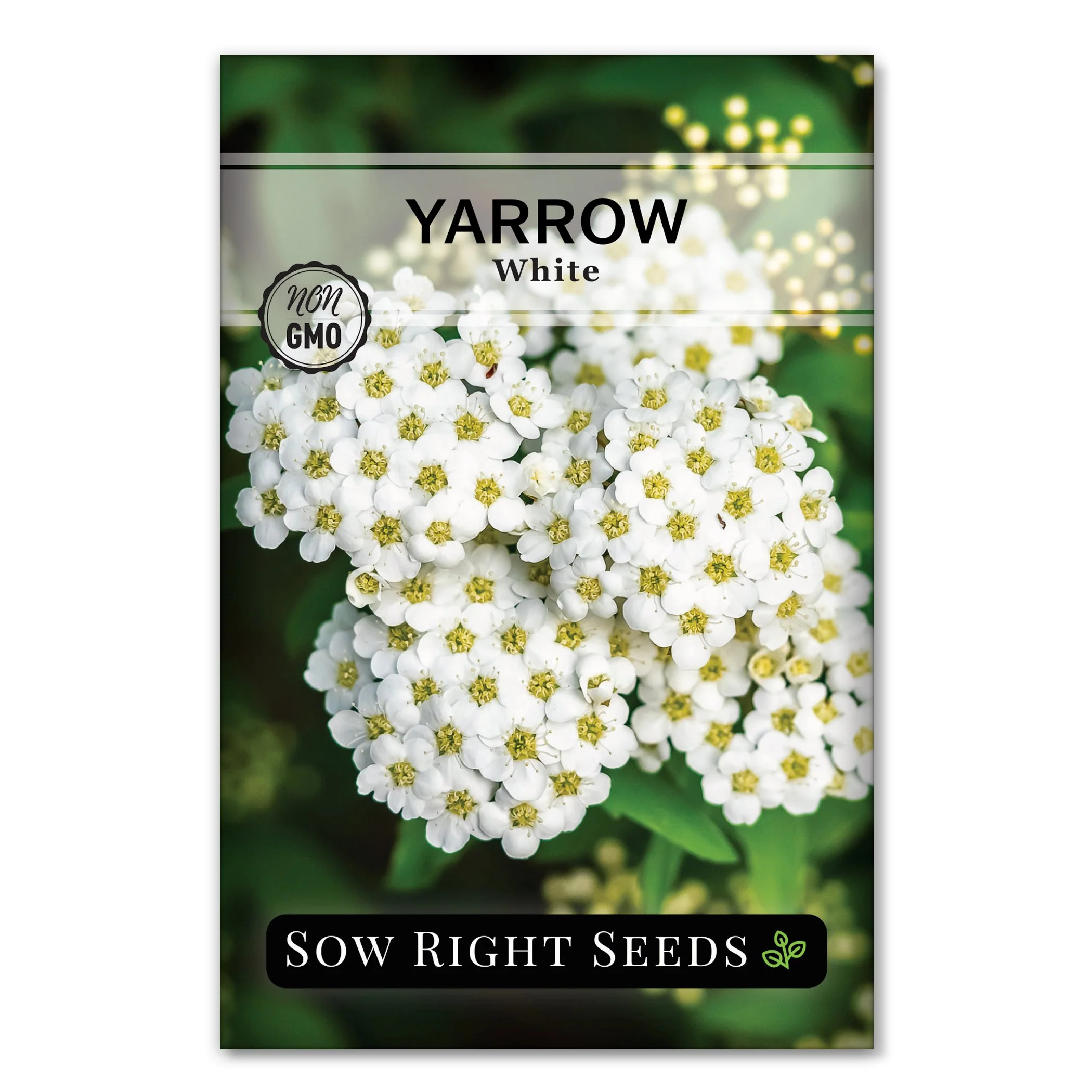 Common Yarrow