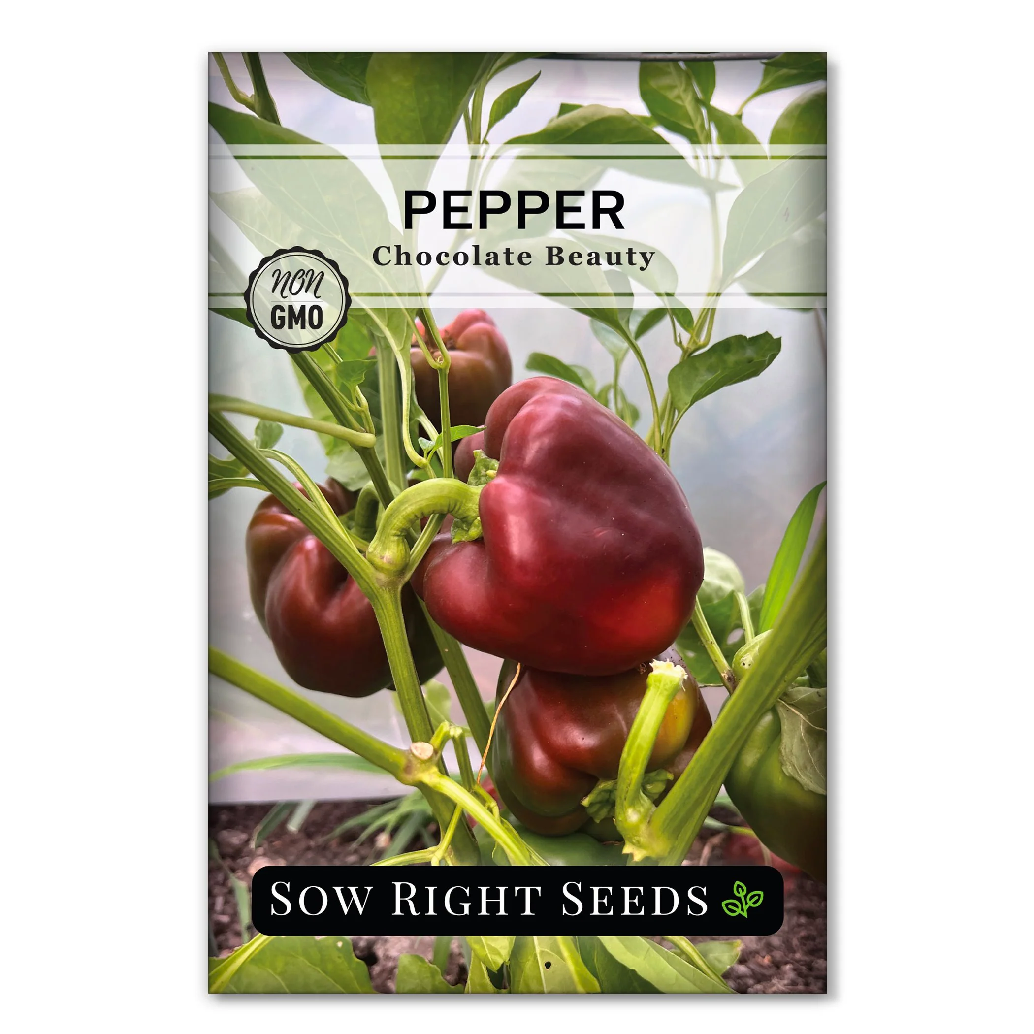 Chocolate Beauty Pepper Seeds