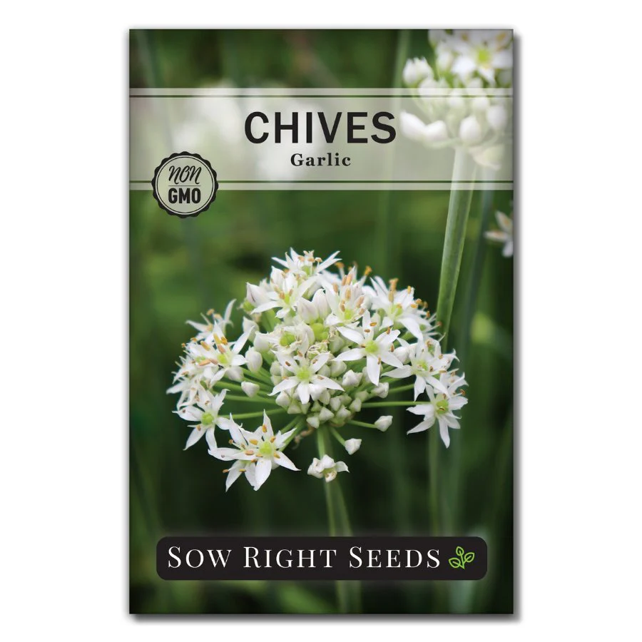 Garlic Chives