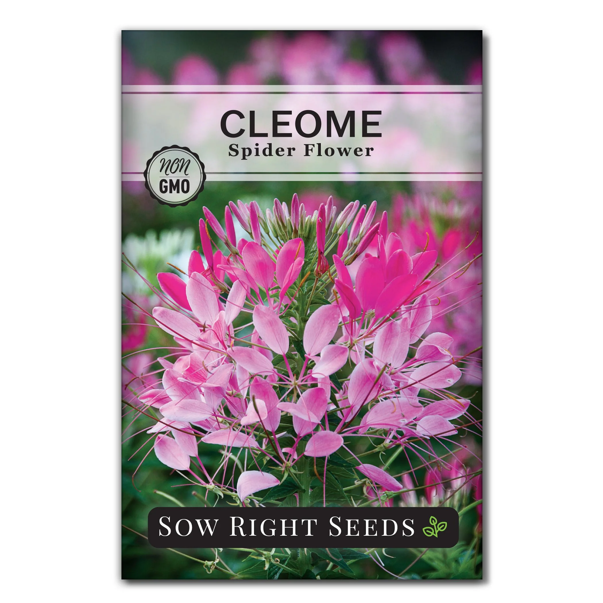 Spider Flower Cleome Seeds
