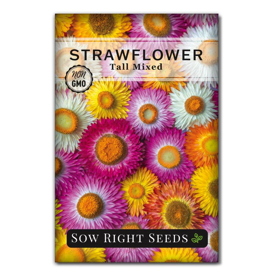 Tall Mixed Strawflower