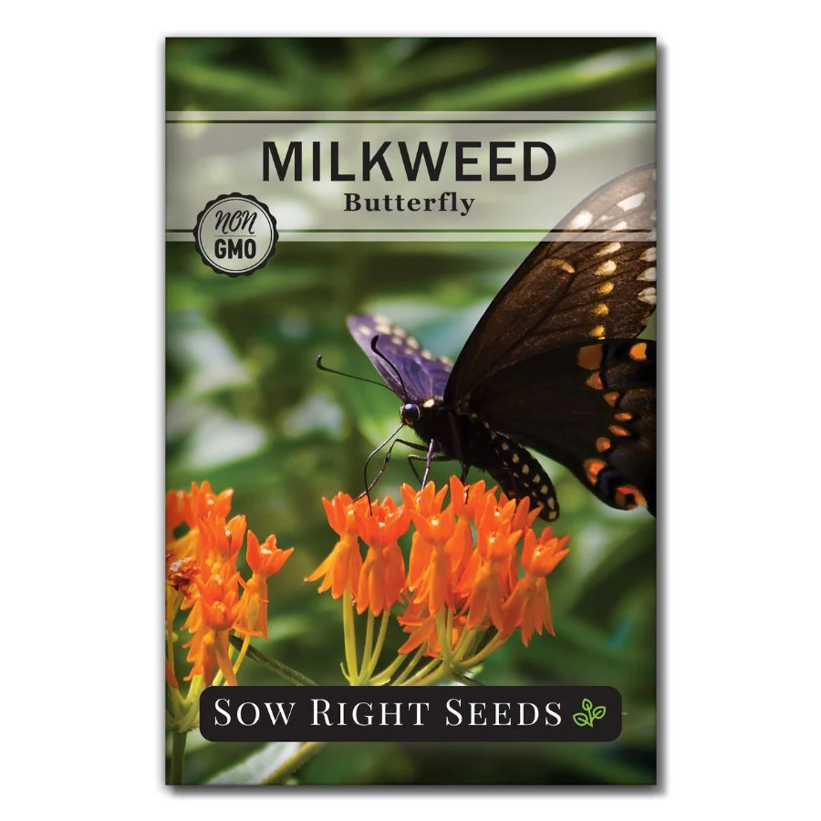 Butterfly Milkweed
