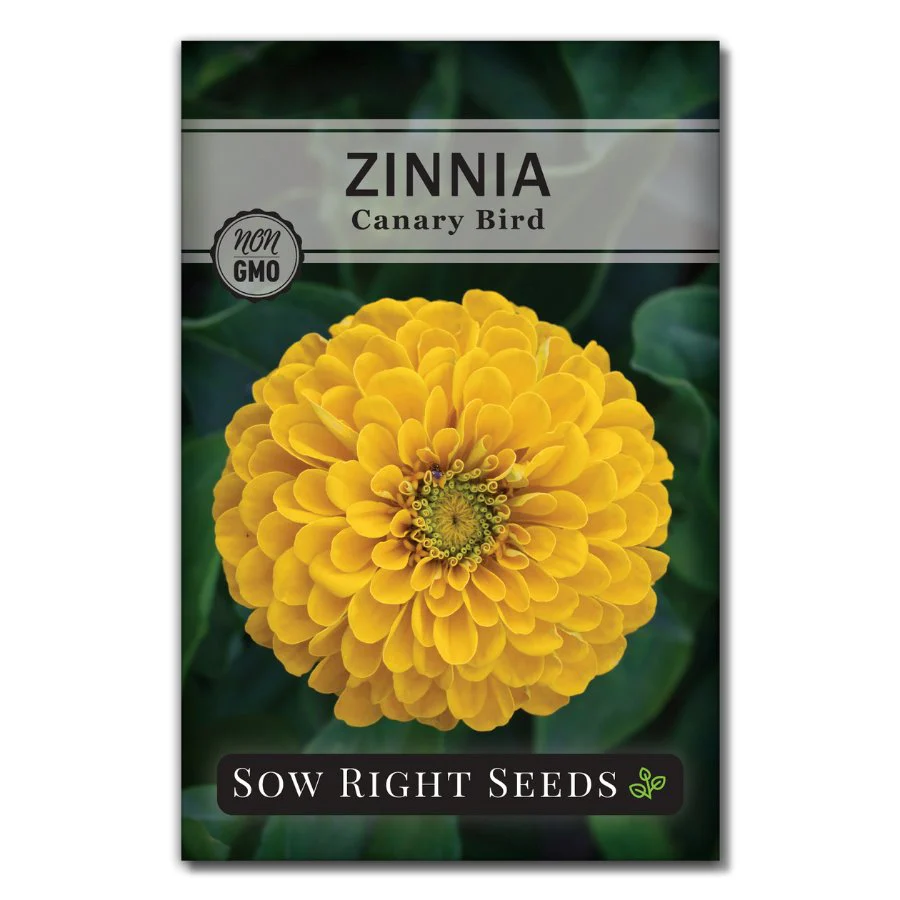 Canary Bird Zinnia