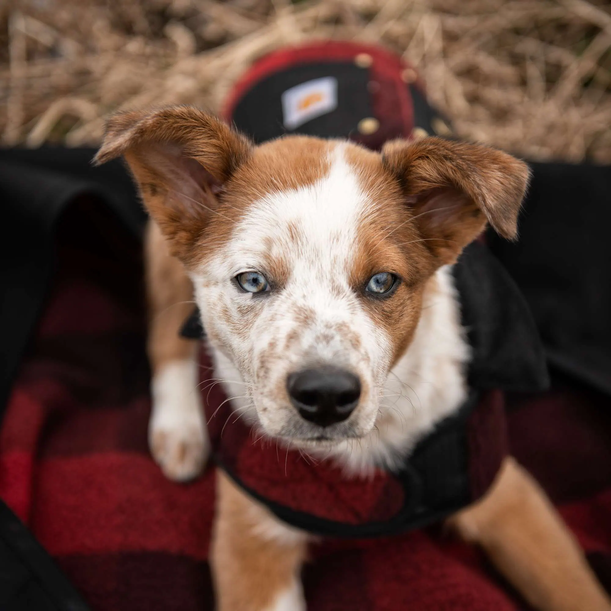 Reversible Insulated Dog Chore Coat
