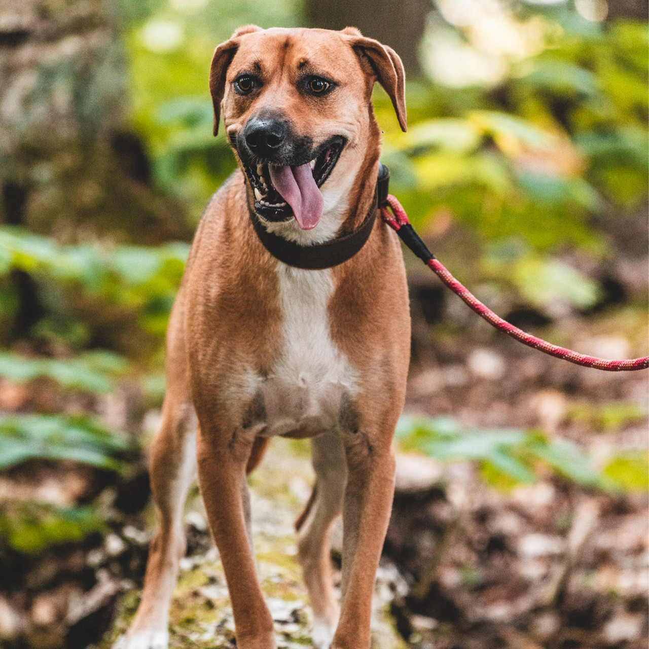 Canadian Canine Trapper Rope Leash