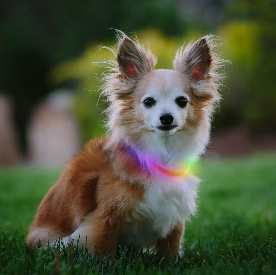 Nite Ize NiteHowl Rechargeable LED Safety Necklace