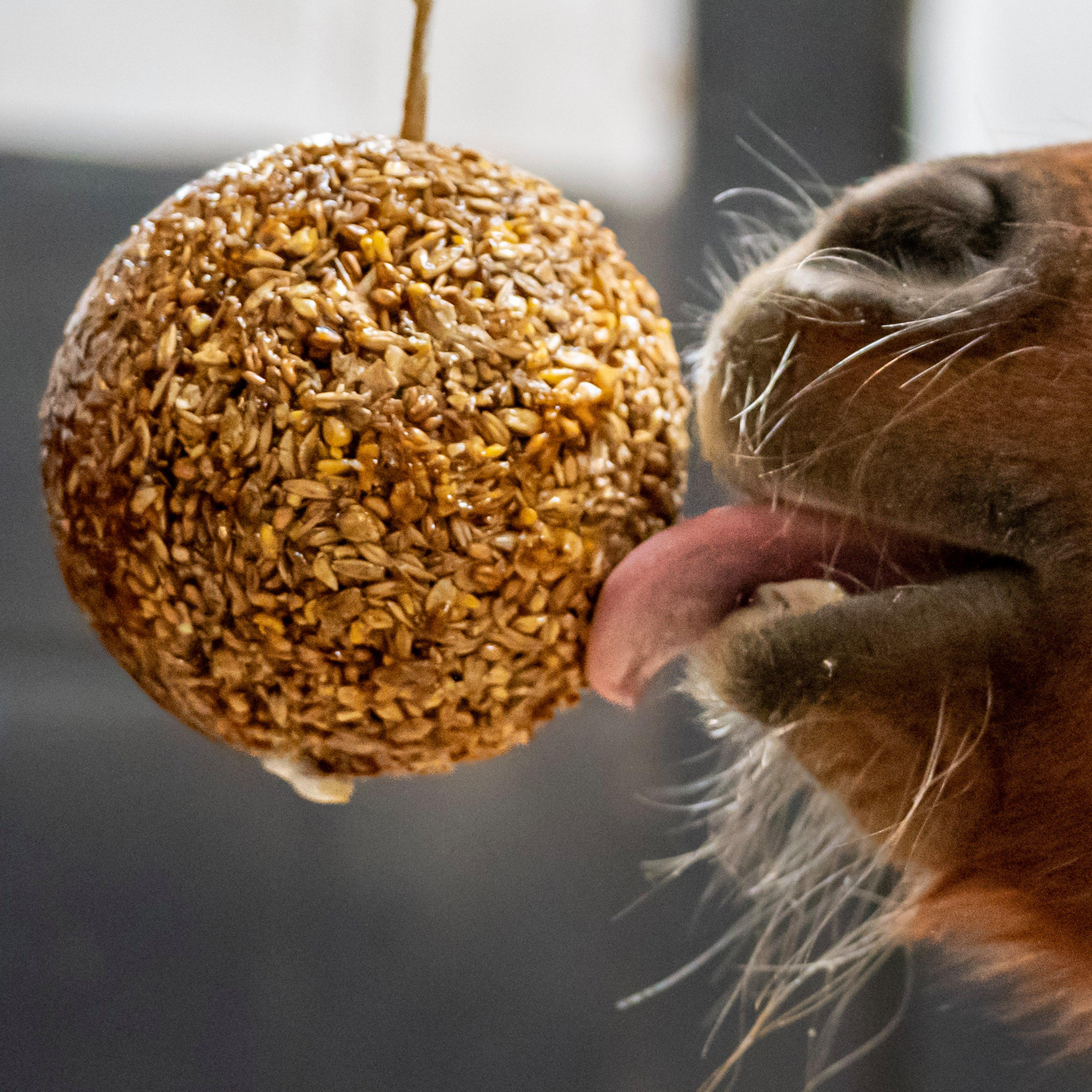 Granola Stall-Ball Peppermint