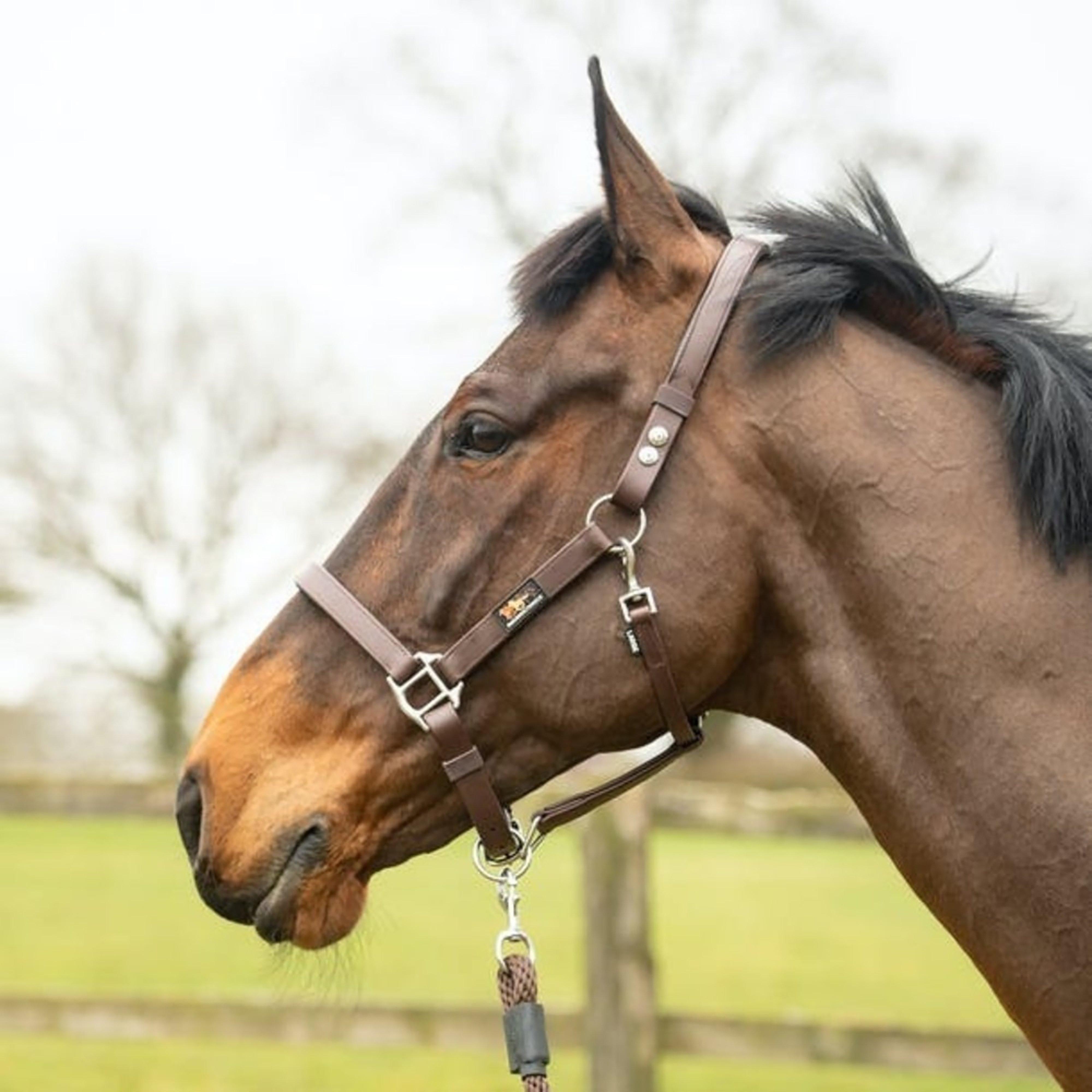 Stellar Safety Horse Headcollar