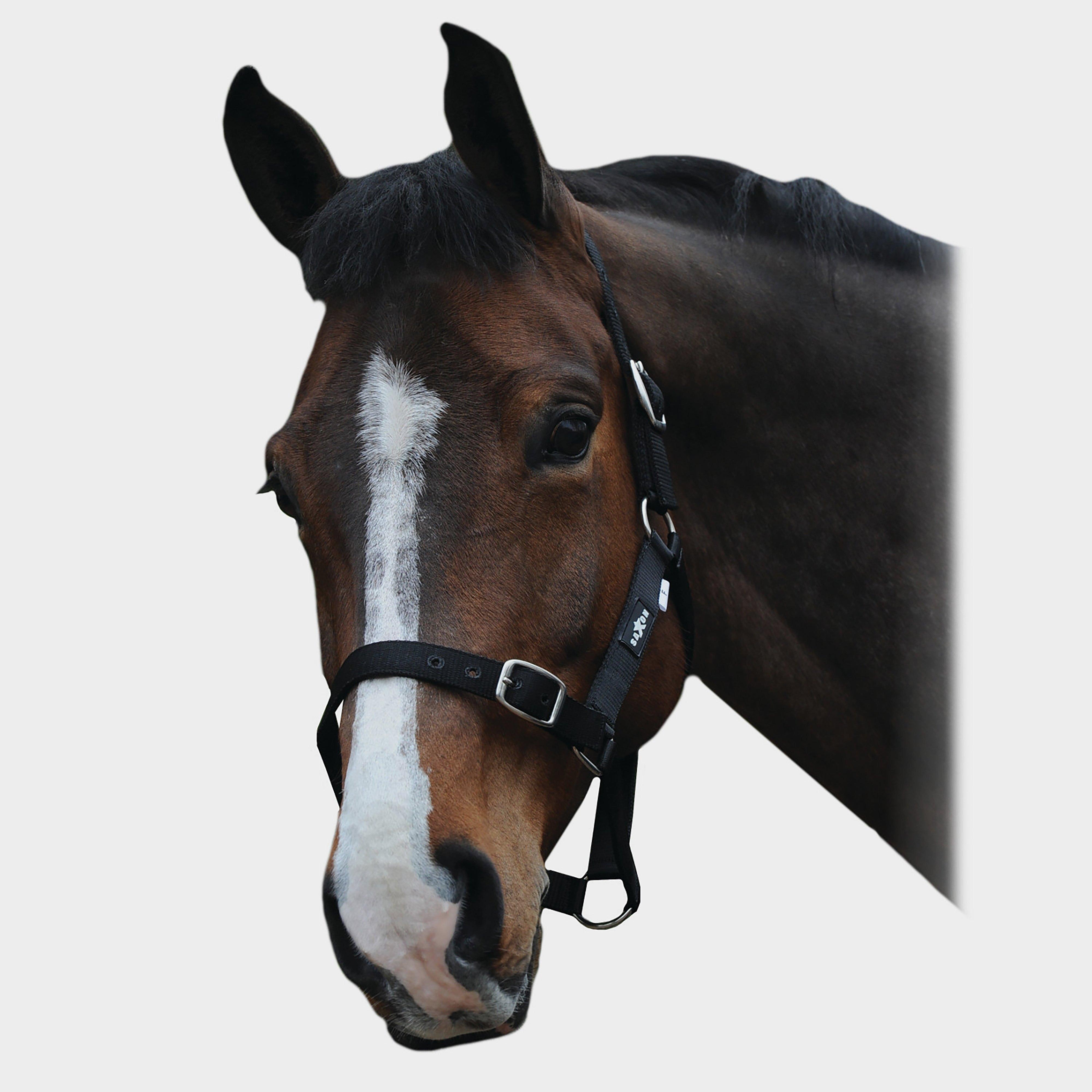 Economy Headcollar