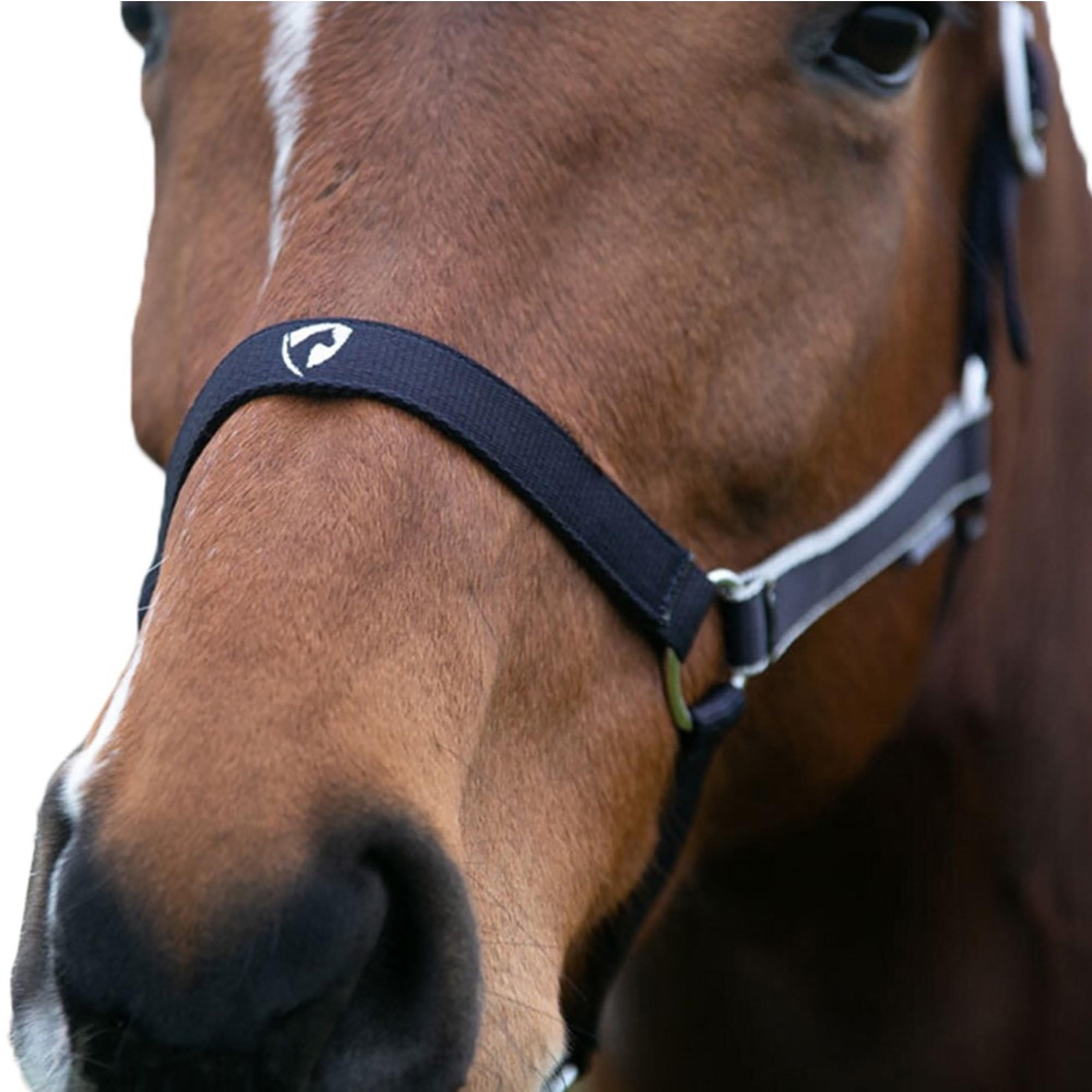 Synergy Horse Headcollar