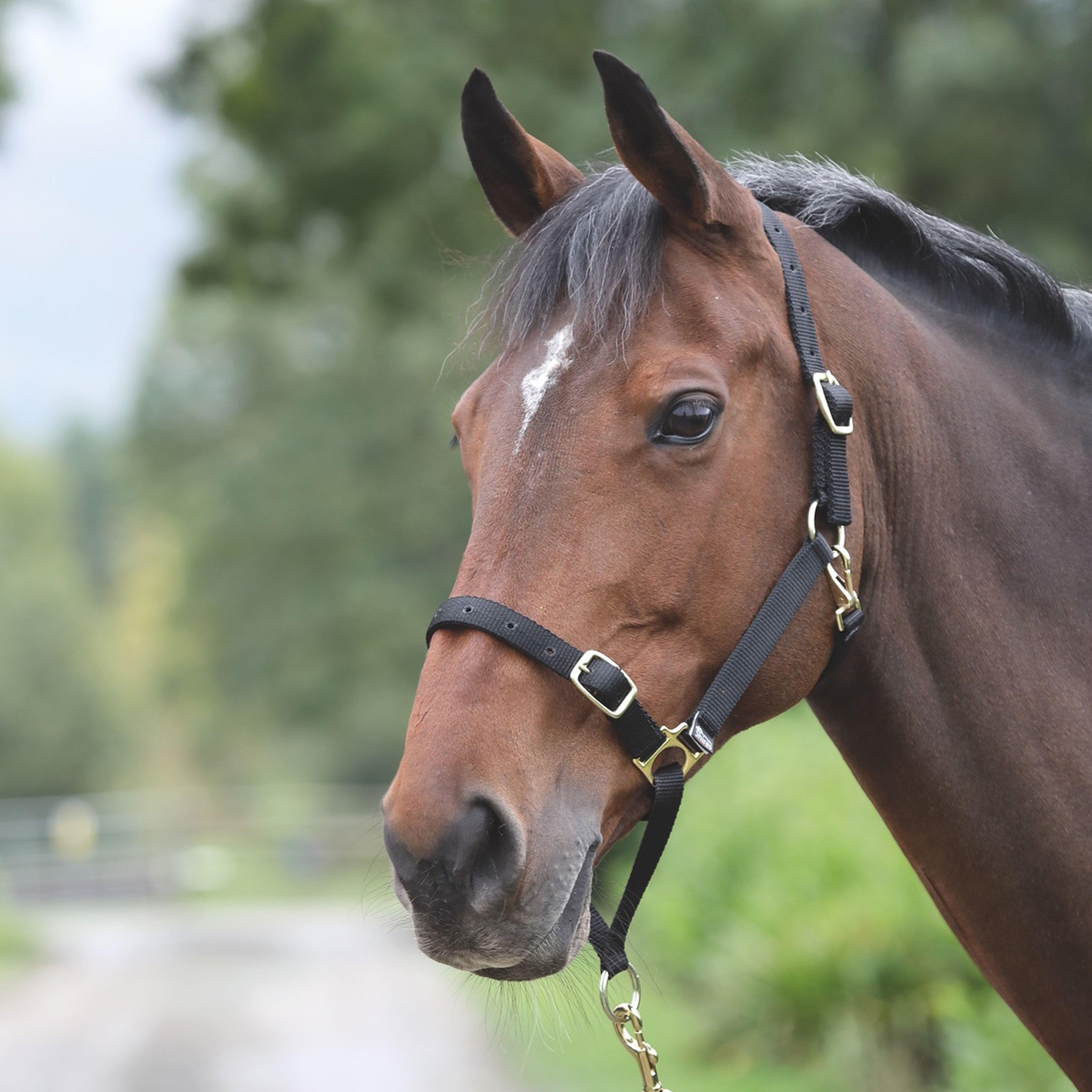 Control Headcollar Black
