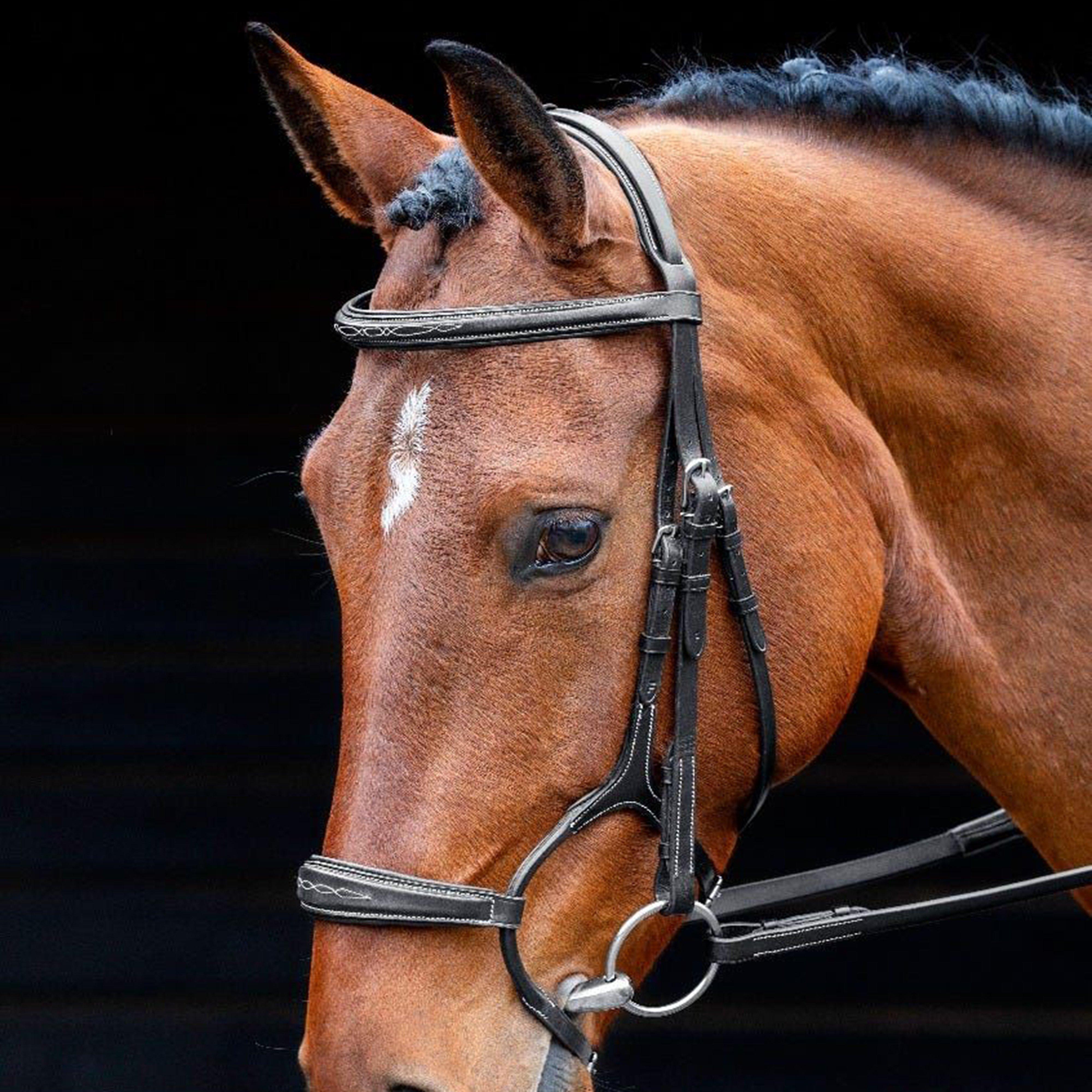 Salisbury Brampton Bridle
