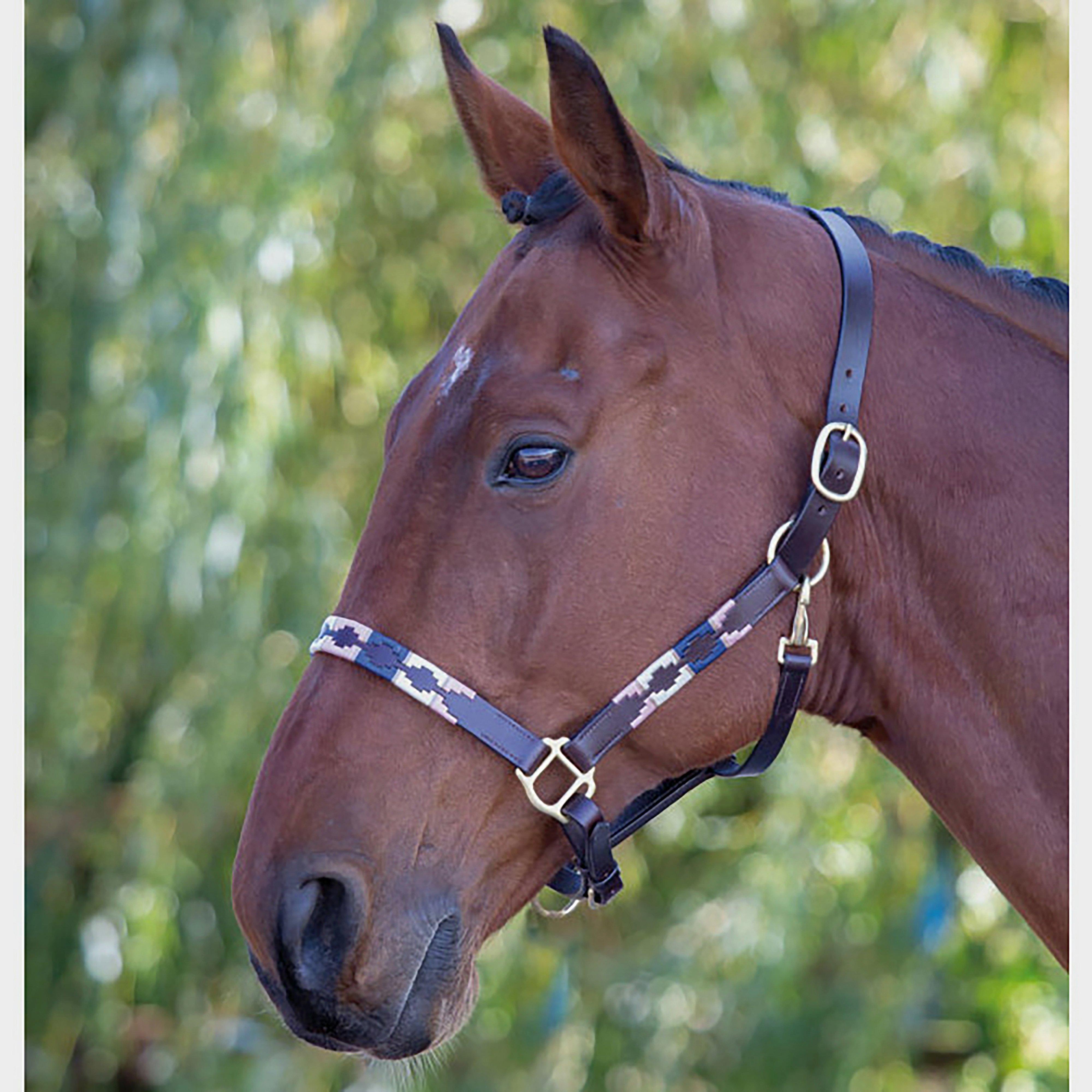 Leather Polo Headcollar