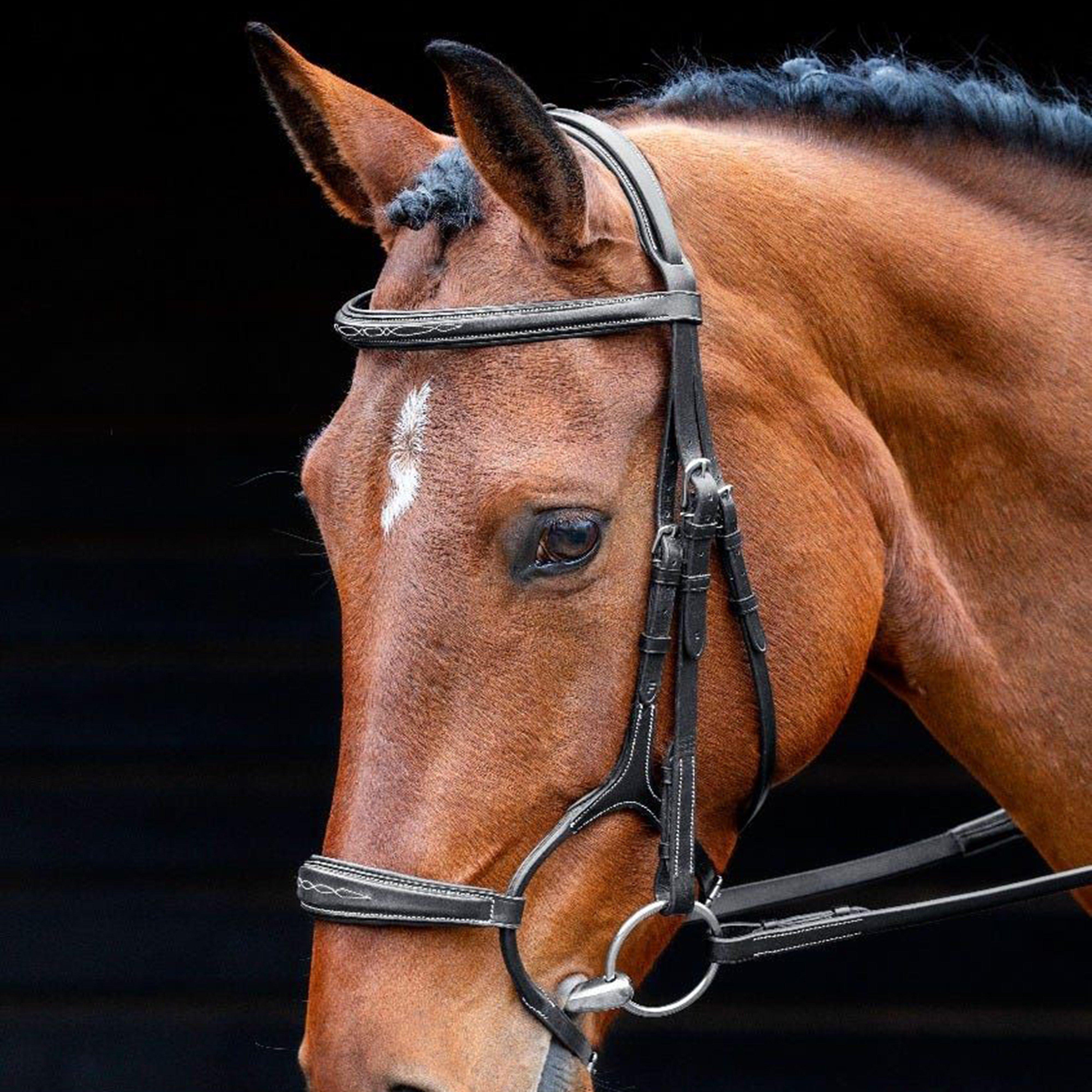 Salisbury Brampton Bridle