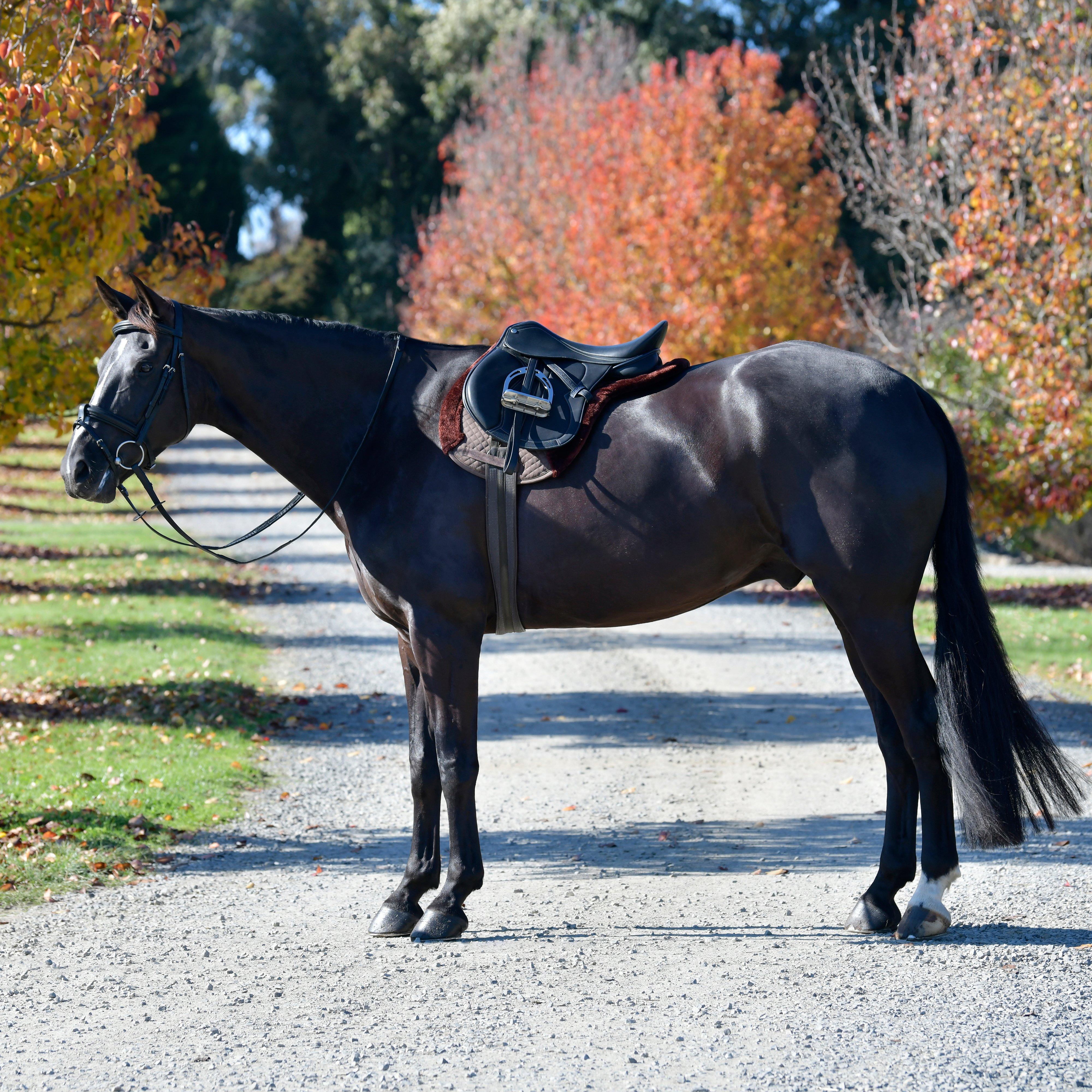 Comfy Fleece All Purpose Numnah