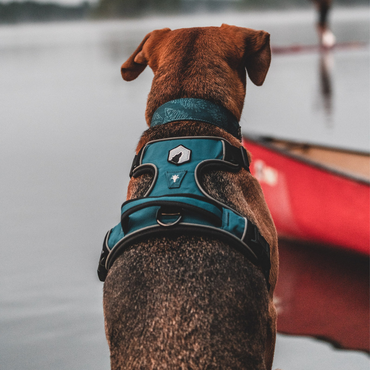 Canadian Canine Mesa Harness