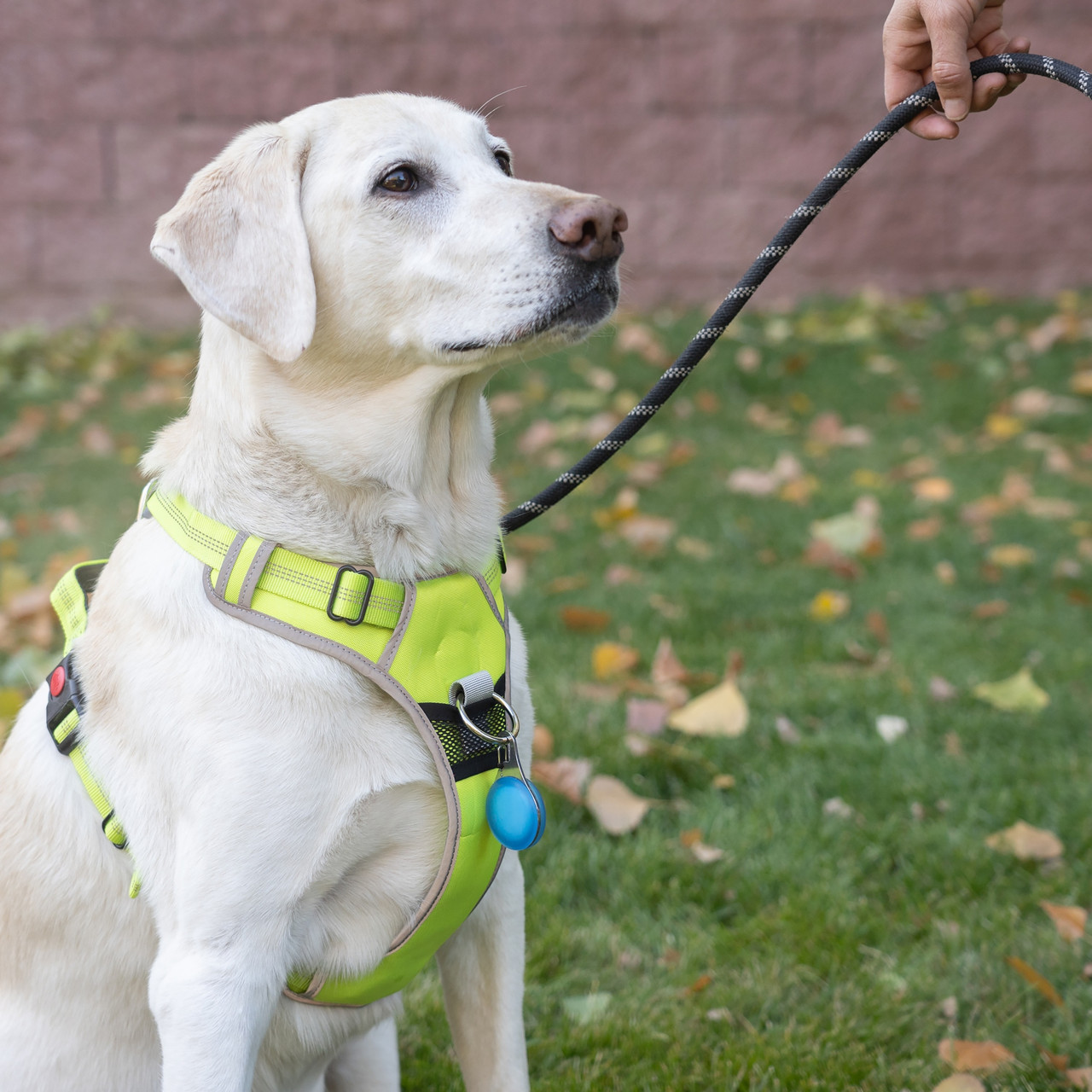 WearAbout Pet Clippable Tracker Holder