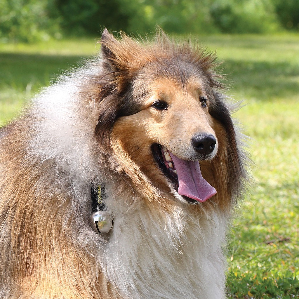 Coghlan's Bear Bell with Carabiner