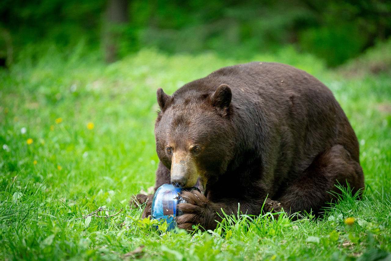 BearVault BV425 Sprint Bear Resistant Food Canister