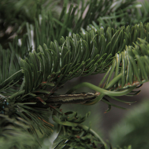 Real Touch?? Slim Layered Nordmann Fir Artificial Christmas Tree - Unlit - 6.5'