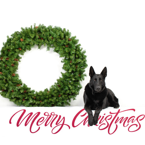 Dakota Red Pine Commercial Artificial Christmas Wreath - 5' - Unlit