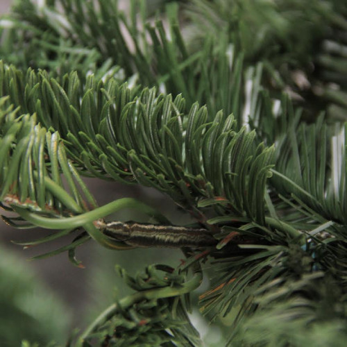 Real Touch? Layered Nordmann Fir Artificial Christmas Tree - 7.5' - Unlit