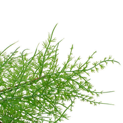 Real Touch?? Artificial Cedar Christmas Wreath - 24" - Unlit