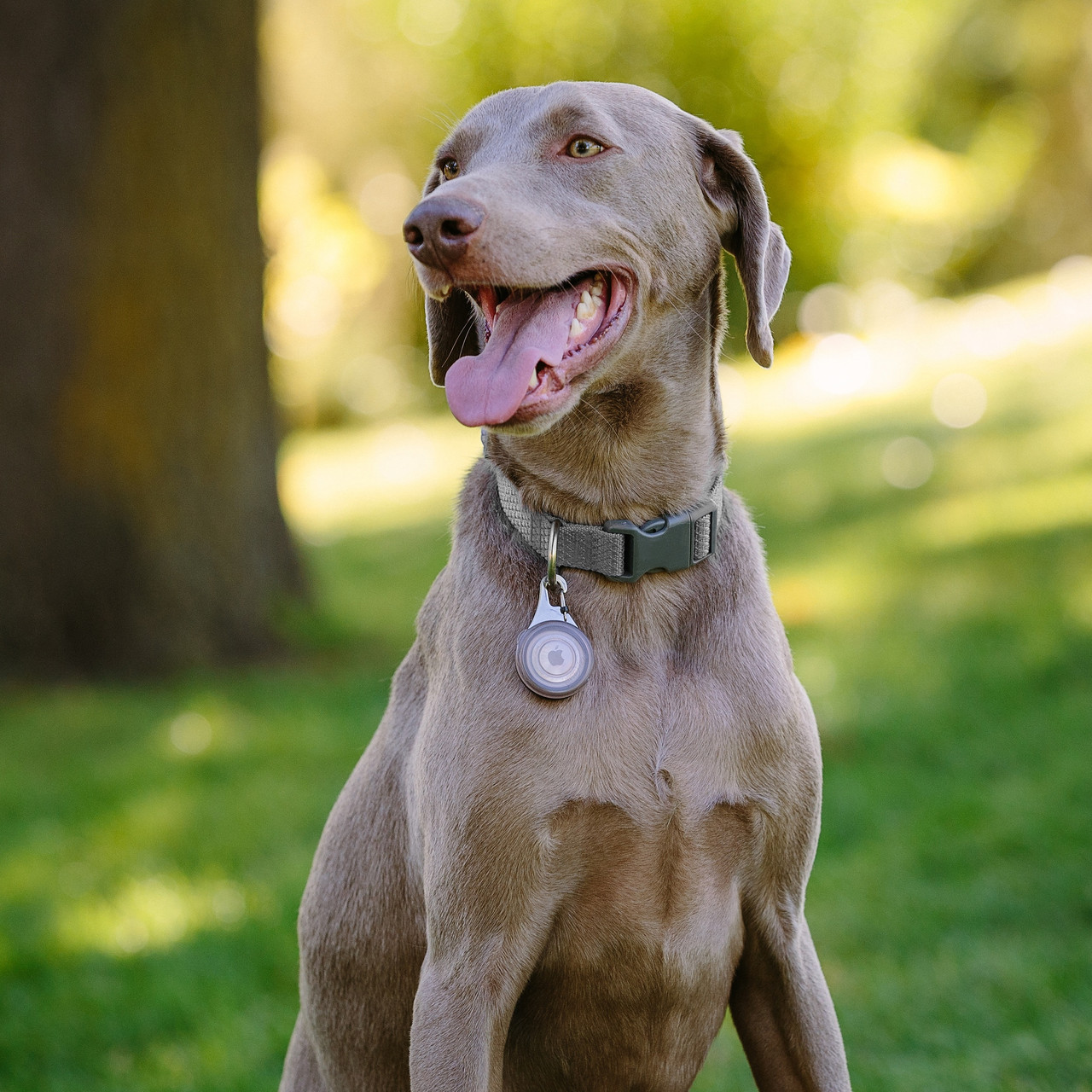 WearAbout Pet Clippable Tracker Holder