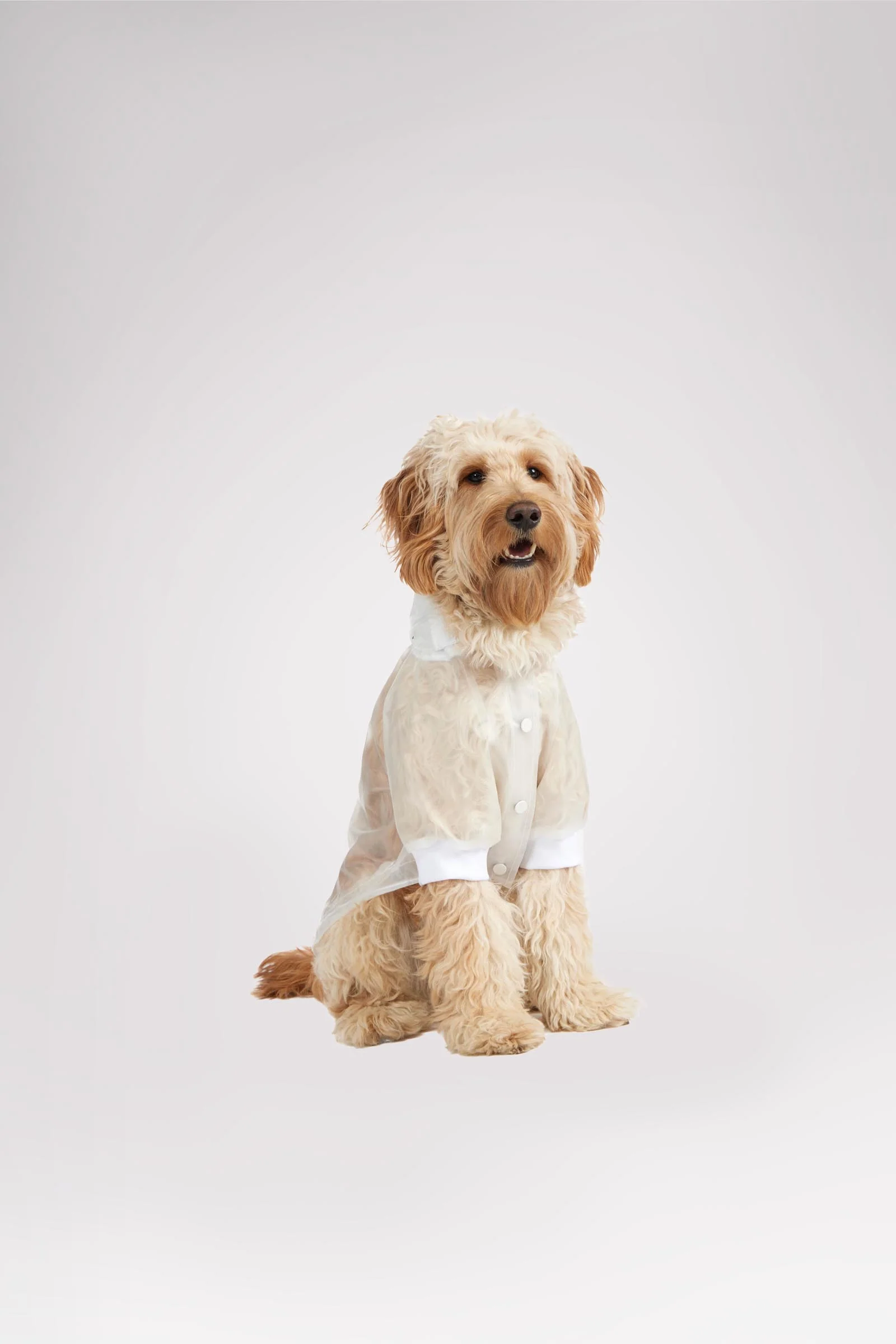 Iggy Rain Jacket w/hood for Dogs