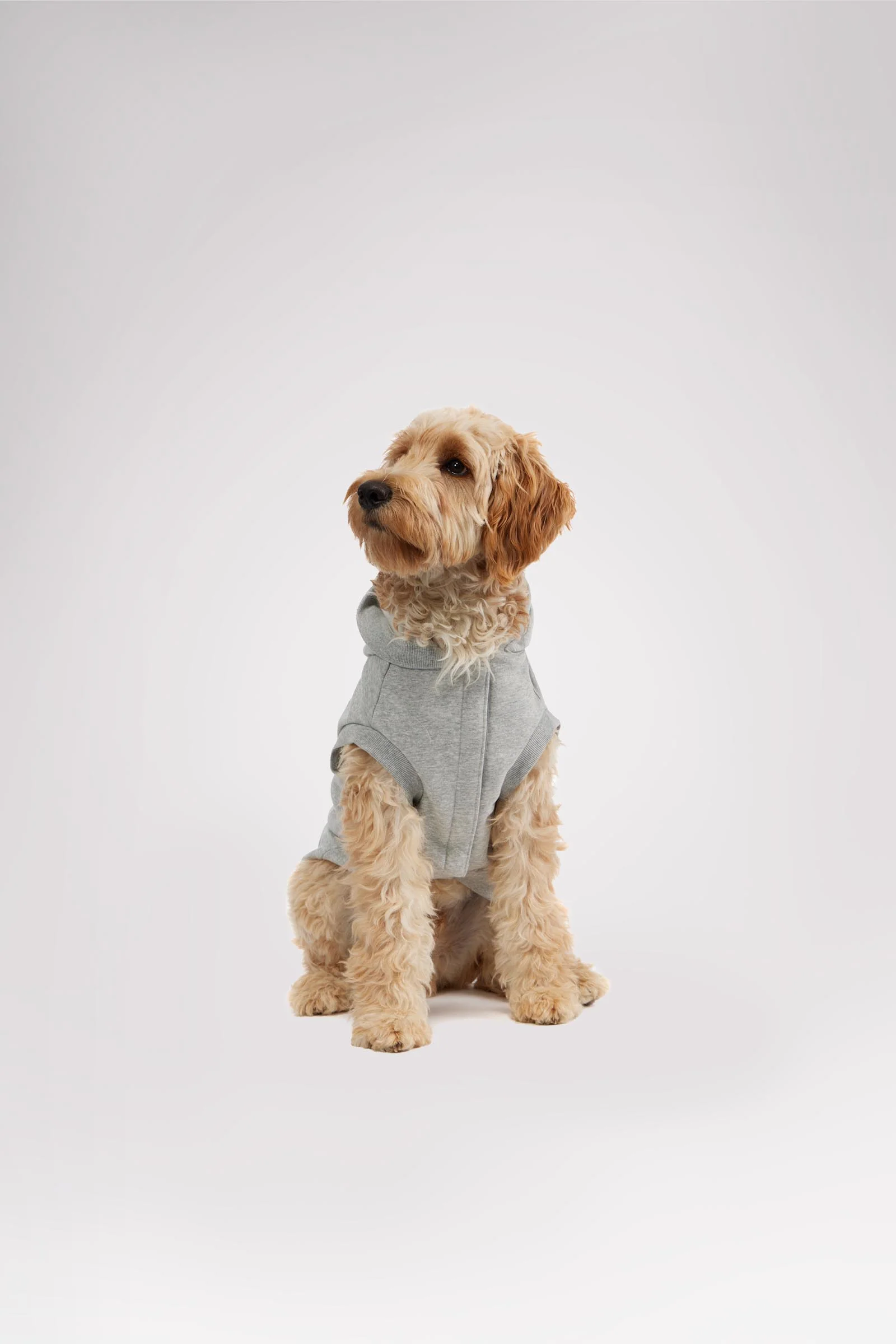 Dash Hoodie for Dogs
