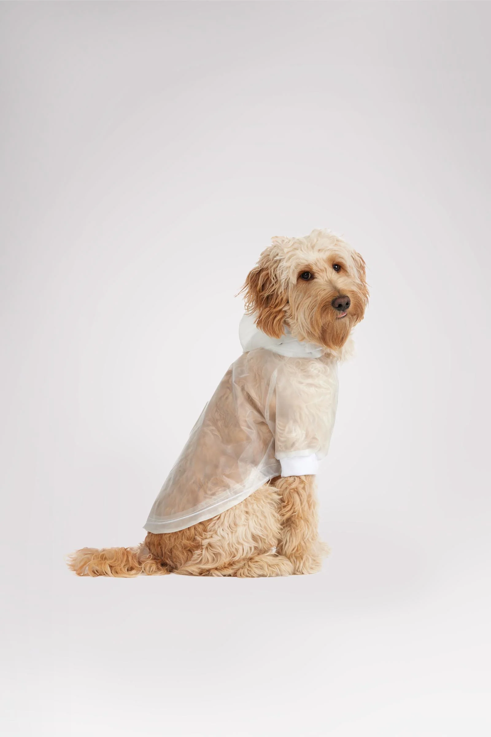 Iggy Rain Jacket w/hood for Dogs