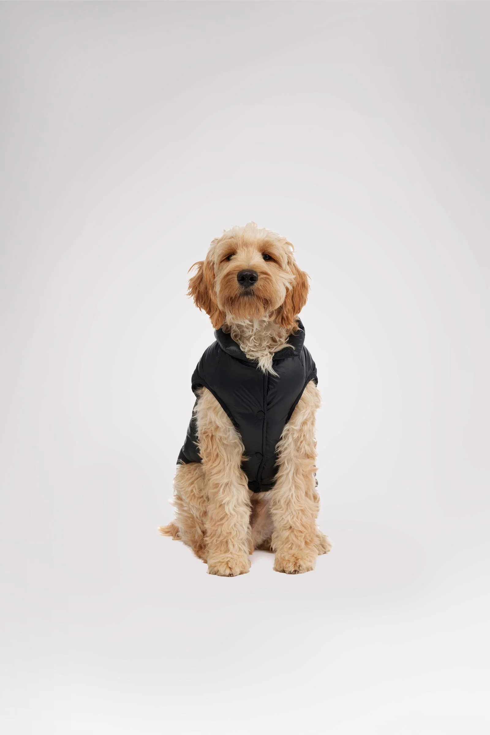 Alexis Jacket for Dogs