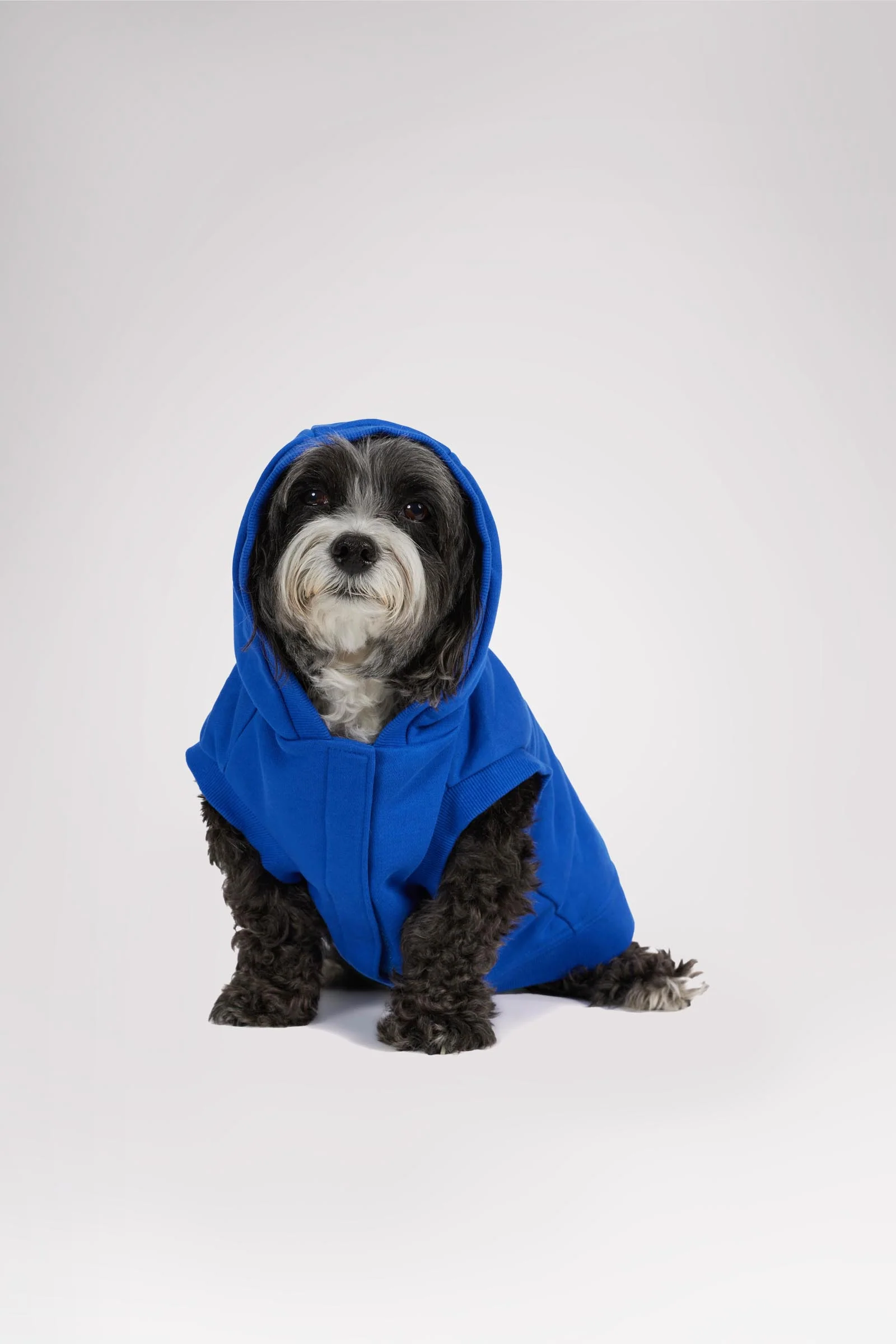 Dash Hoodie for Dogs