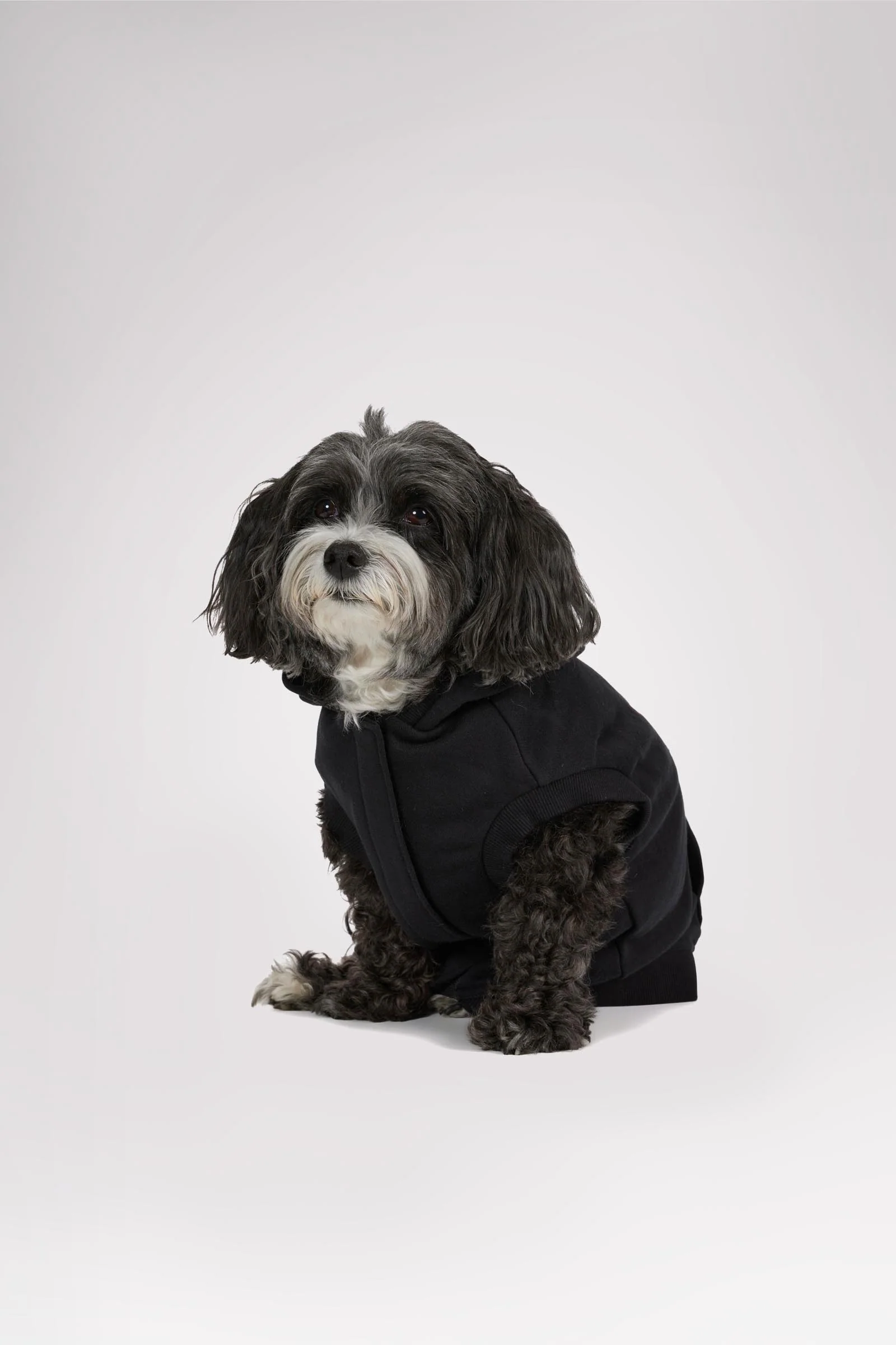 Dash Hoodie for Dogs