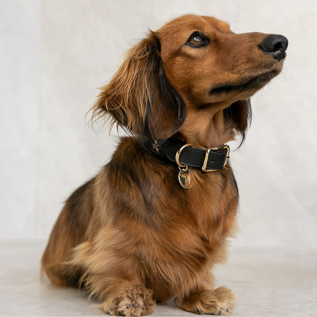 Dog Collar Black Leather