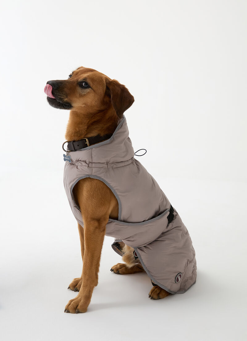 Padded jacket for dogs