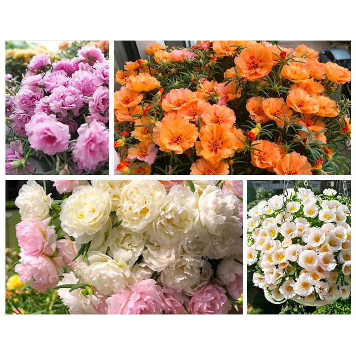 Heavy Petals Pine Leaf Peony