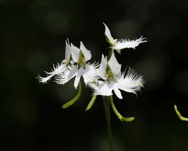 Habenaria radiata