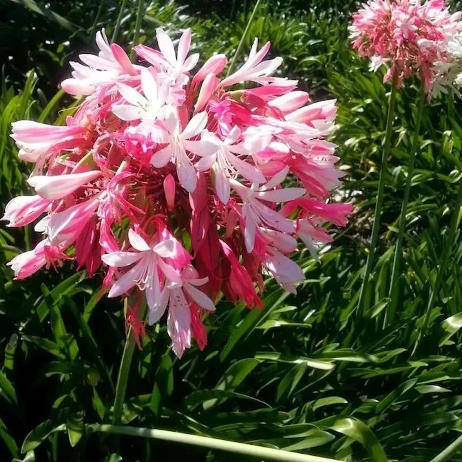 Agapanthus 'pink'