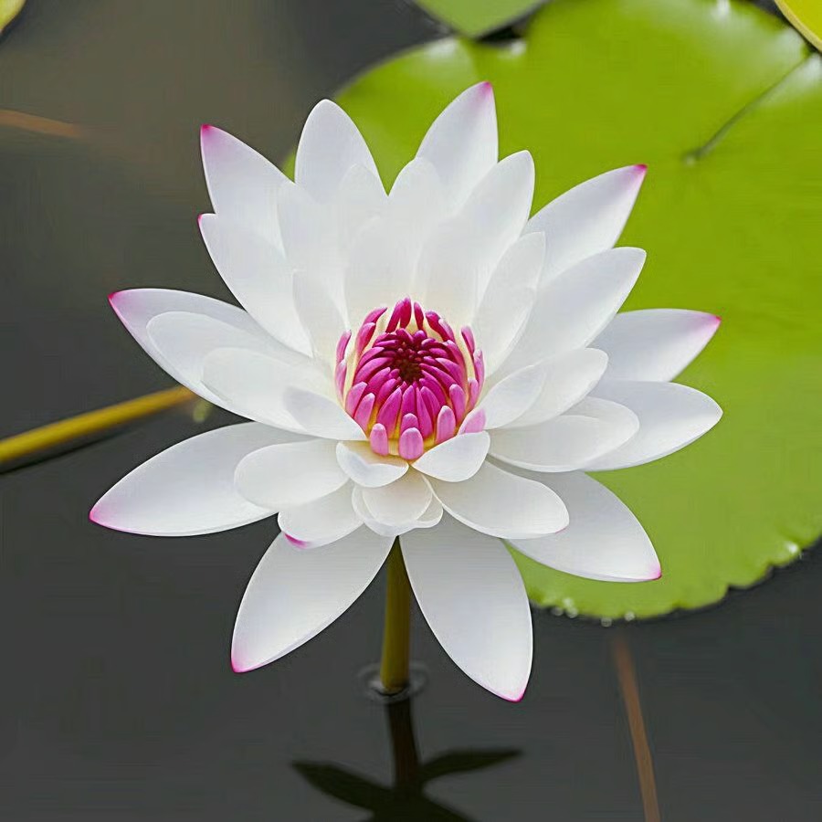 🌸 Hydroponic Lotus — Fresh, Simple & Beautiful