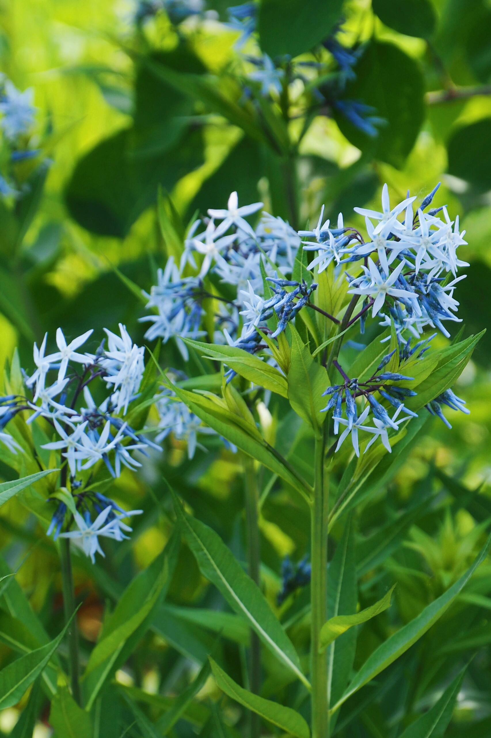 Licorice - A star representative of low-maintenance plants