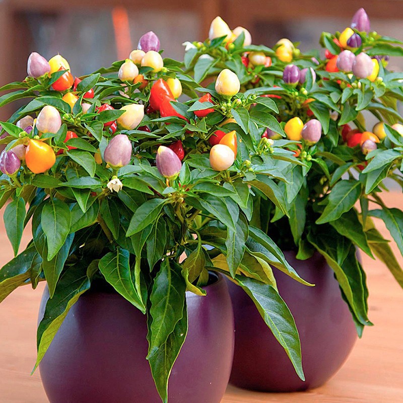 Chinese Five-Color Pepper Ornamental Pepper
